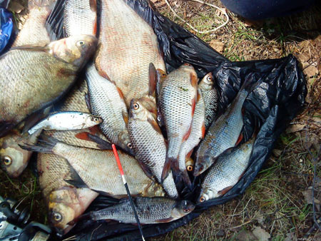 Рыбалка на реке Ловать